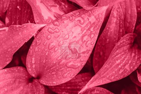 Photo for Hosta leaves with drops after rain toned in viva magenta color. Beautiful natural background. Fresh green leaf of lily with dew. Trendy color 2023. Design concept. - Royalty Free Image