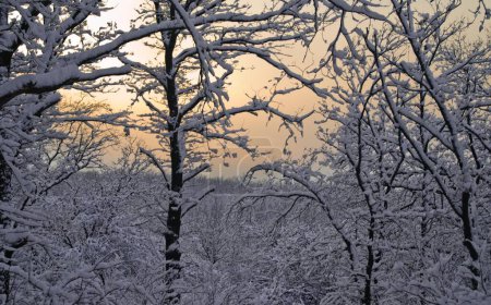 Téléchargez les photos : Arbres enneigés, chargés, givrés, blanchis dans la forêt d'hiver, ciel couchant en arrière-plan - en image libre de droit