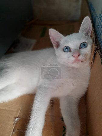 Foto de Primer plano de gato blanco lindo acostado en cajas de papel, mascota feliz. - Imagen libre de derechos