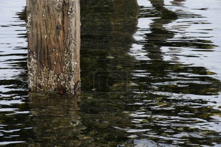 An image of weathered old wooden dock pillars reflecting in the ocean water.