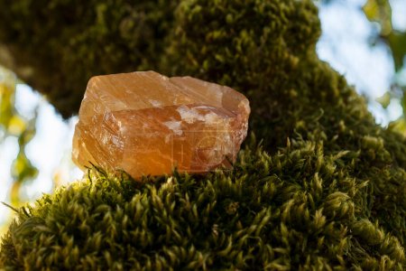 Foto de Imagen de un gran trozo de calcita de miel sobre una rama de árbol cubierta de musgo verde espeso. - Imagen libre de derechos