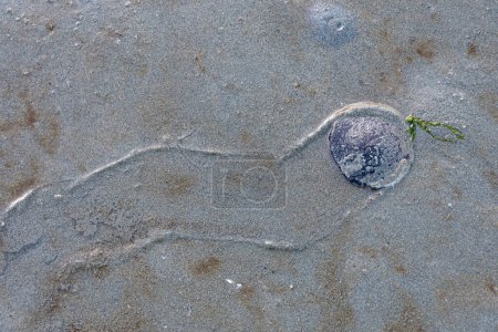 Foto de Una imagen de vista superior de un gran dólar de arena púrpura y el rastro que hace a medida que se mueve a través de la orilla arenosa en la marea baja. - Imagen libre de derechos