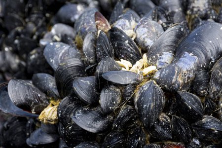 Photo for A close up image of a large cluster of dark color mussel shells growing on a rock visible during low tide. - Royalty Free Image