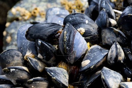Photo for A close up image of large black mussel shells visible at low tide in the Pacific Ocean. - Royalty Free Image