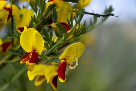 Photo for A close up image of the bright red and yellow blossoms on a wild scotch broom shrub in mid summer. - Royalty Free Image