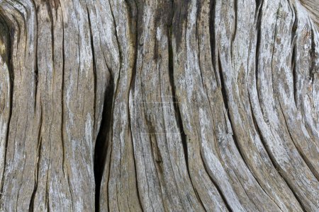 Foto de Una imagen abstracta de cerca de la textura dañada por el sol de madera vieja descolorida y agrietada a la deriva. - Imagen libre de derechos