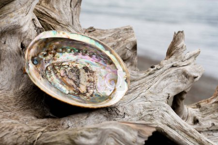 Photo for A close up image of an empty abalone sea shell resting on a an old weathered piece of driftwood with an ocean background. - Royalty Free Image