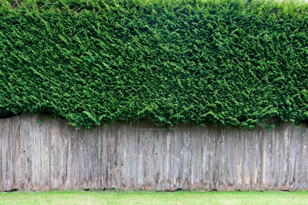 An image of an old wooden fence with large cedar trees creating a hedge behind the fence. 