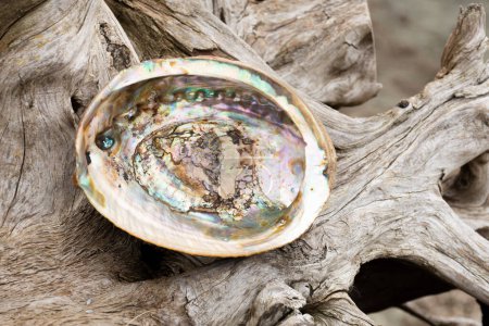 An image of a beautiful abalone sea shell resting on old weathered driftwood. 