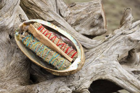 Photo for An image of a pearly abalone sea shell filled with sage smudge sticks and incense sticks. - Royalty Free Image