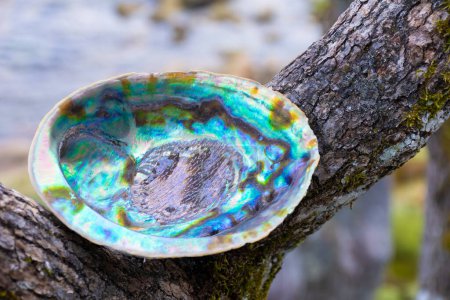 Photo for A close up image of an empty abalone sea shell resting on a moss covered tree branch. - Royalty Free Image
