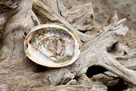 A single iridescent abalone seashell resting on an old weathered driftwood log on a rock shoreline. 