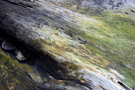 Abstract image of the texture of old weathered and rotting driftwood.