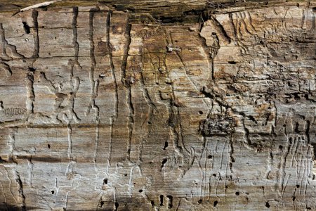 Une image abstraite de la texture du vieux bois flotté altéré et pourri. 