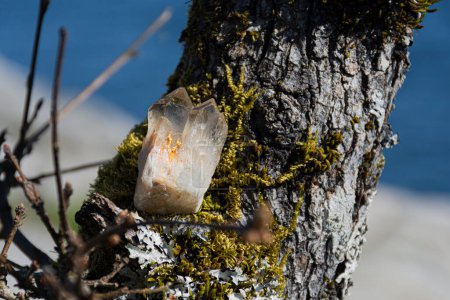 Une image d'un superbe cristal de citrine double pointu chargé sur une branche d'arbre couverte de mousse.