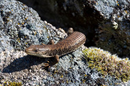 A close up image of a Northern Alligator Lizard lazily sunning himself on a moss and lichen covered rock. 