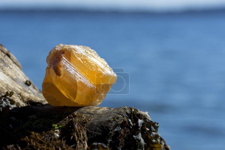 Foto de Una imagen de cerca de un gran cristal de calcita naranja miel descansando sobre un pedazo de madera a la deriva con un fondo oceánico. - Imagen libre de derechos