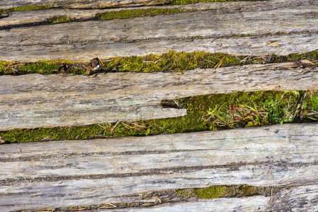Una imagen abstracta de madera podrida y musgo verde textura de un tronco de madera a la deriva en descomposición. 