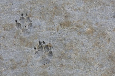 Das Bild einer Reihe von Hundepfotenabdrücken, die an einem nassen Sandstrand zurückgelassen wurden. 