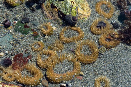 Ein Bild mehrerer Seeanemonen in einer Ansammlung auf dem Meeresboden bei Ebbe. 