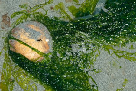 An image of a sun bleach sand dollar shell covered in slimy green seaweed. 