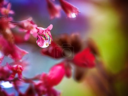 Photo for Macro of a water drop at a heuchera flower blossom - Royalty Free Image