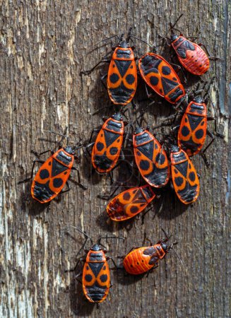 Photo for Macro of a group of red firebugs - Royalty Free Image
