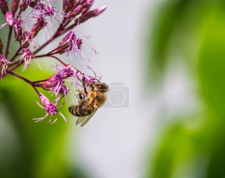 Foto de Macro de una abeja polinizándose en una flor de conjunto óseo - Imagen libre de derechos