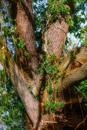 Téléchargez les photos : Knotty old trunk of a big willow tree with ivy - en image libre de droit