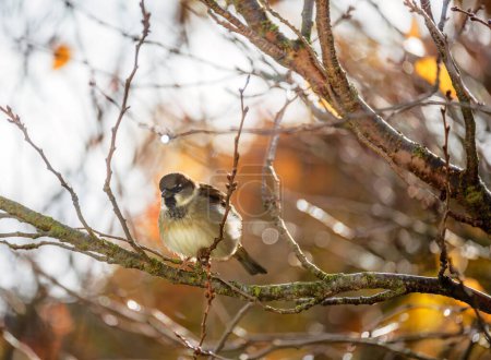 Foto de Primer plano de un pájaro gorrión de árbol eurasiático sentado en un árbol - Imagen libre de derechos