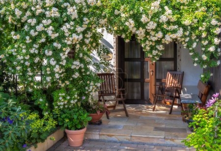 White flowring rambler rose bush at a house front door