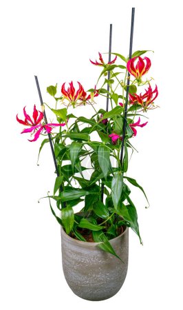 Vereinzelte Flammenlilie-Blume mit roten Blüten