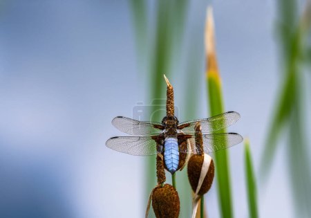 dragonflyon