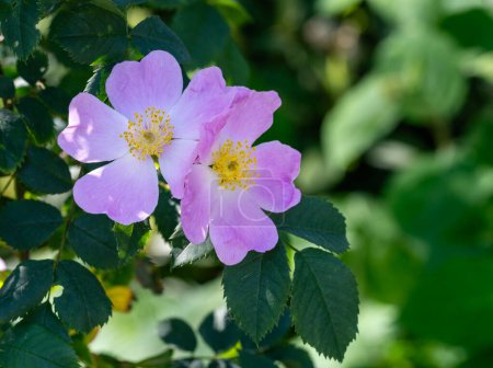 Foto de Flor de un rosa divagante flor arbusto - Imagen libre de derechos