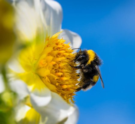 Foto de Macro de un abejorro polinizando en una flor de dalia - Imagen libre de derechos
