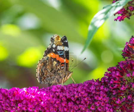 Foto de Macro de una mariposa pintada polinizando sobre una flor - Imagen libre de derechos