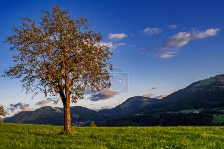 Foto de Árbol solitario en los Alpes del Tirol a la luz de la tarde - Imagen libre de derechos