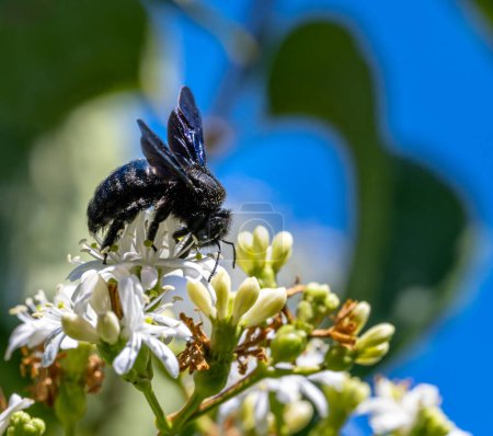 Foto de Macro de una abeja carpintera negra polinizando en las flores de un arbusto de flores de siete hijos - Imagen libre de derechos