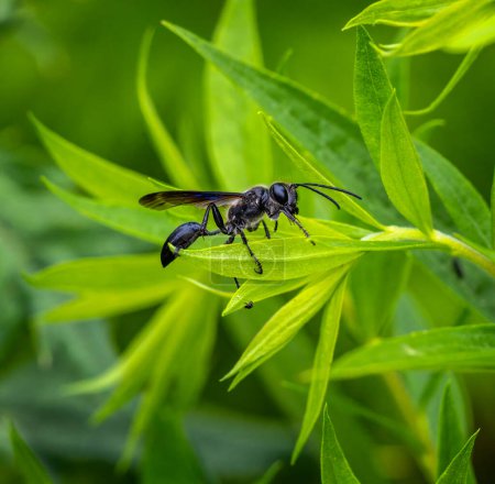 Foto de Macro de una avispa negra portadora de hierba (isodontia mexicana)) - Imagen libre de derechos