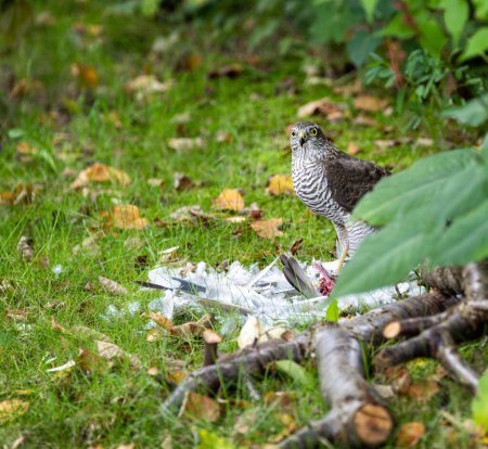 Foto de Un pájaro goshawk comiendo su presa - Imagen libre de derechos