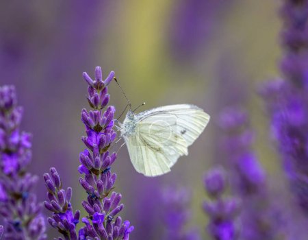 Foto de Macro de una mariposa de col blanca sobre una flor de lavanda púrpura - Imagen libre de derechos