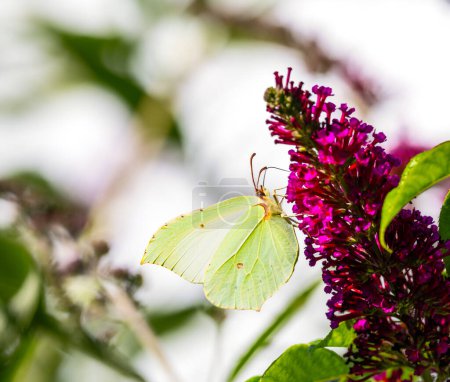 Foto de Macro de una mariposa de azufre amarillo polinizando sobre una flor - Imagen libre de derechos