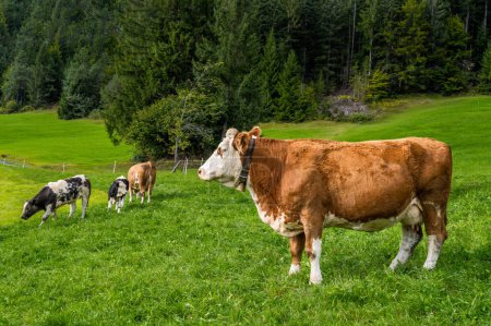 Foto de Manada de vacas felices en un pasto en los Alpes - Imagen libre de derechos