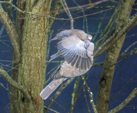 Foto de Primer plano de una paloma alimentando a sus hijos - Imagen libre de derechos