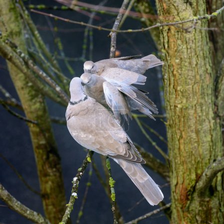 Téléchargez les photos : Gros plan d'une colombe nourrissant ses enfants - en image libre de droit