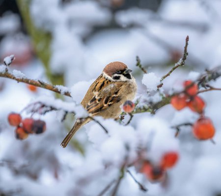 Foto de Primer plano de un gorrión sentado en un manzano cubierto de nieve - Imagen libre de derechos