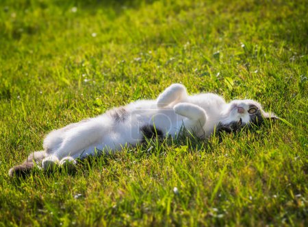 Foto de Lindo gato doméstico acostado en la hierba - Imagen libre de derechos