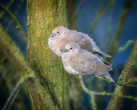 Photo for Closeup of a dove couple sitting on a tree - Royalty Free Image