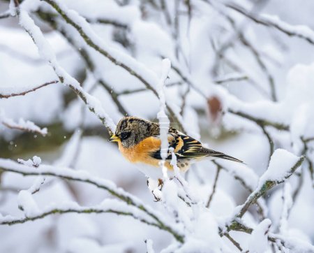 Foto de Primer plano de un pájaro en celo sentado en un árbol cubierto de nieve - Imagen libre de derechos