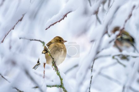 Closeup of a female chaffinch sitting on a snow covered tree